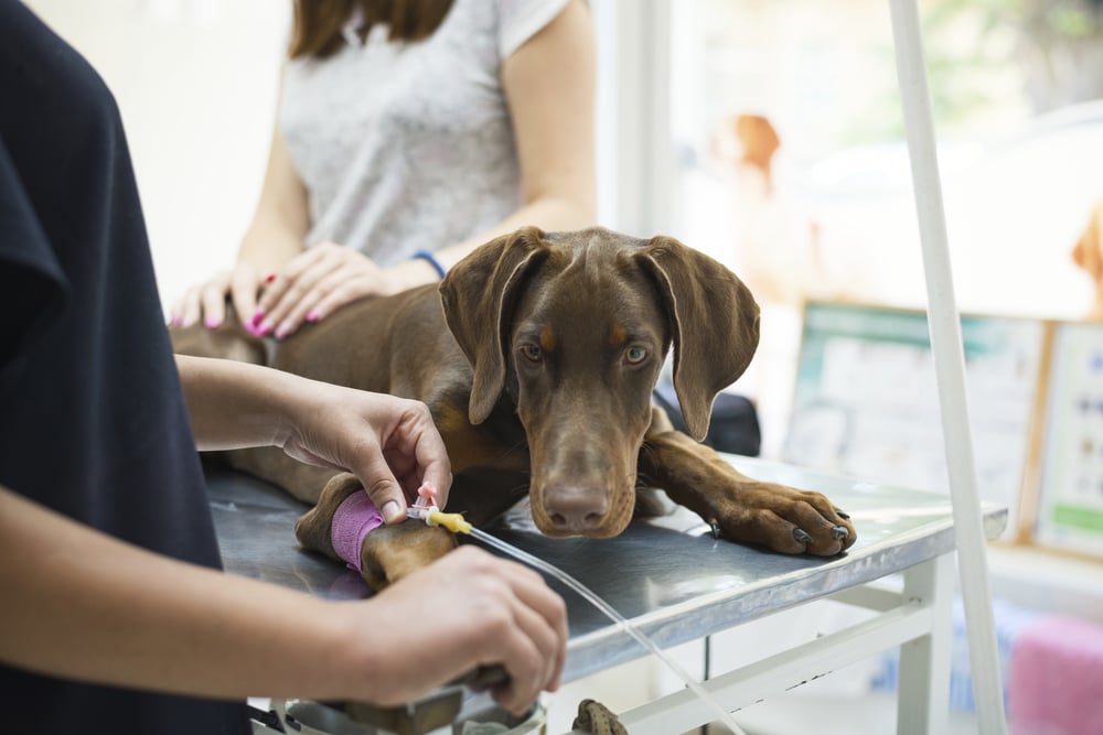 Doberman at the vet