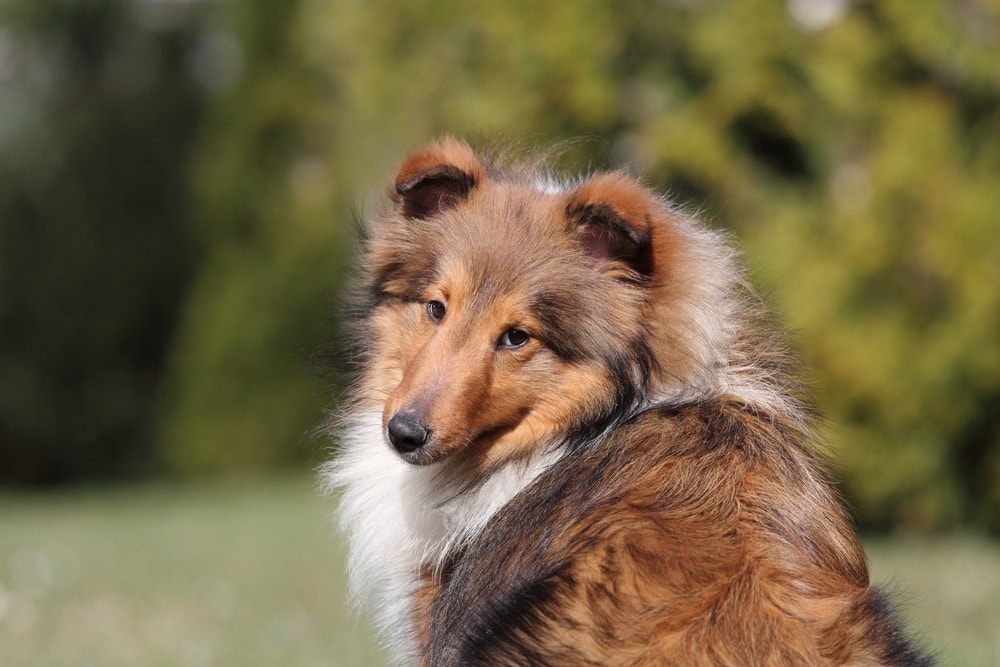 shetland shepherd