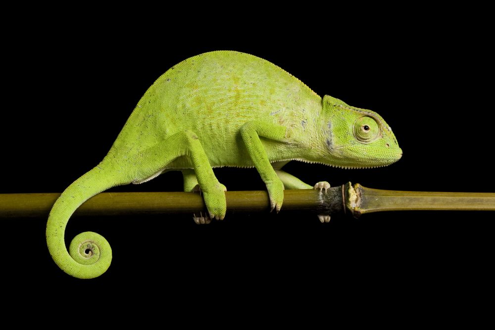 senegal chameleon on twig