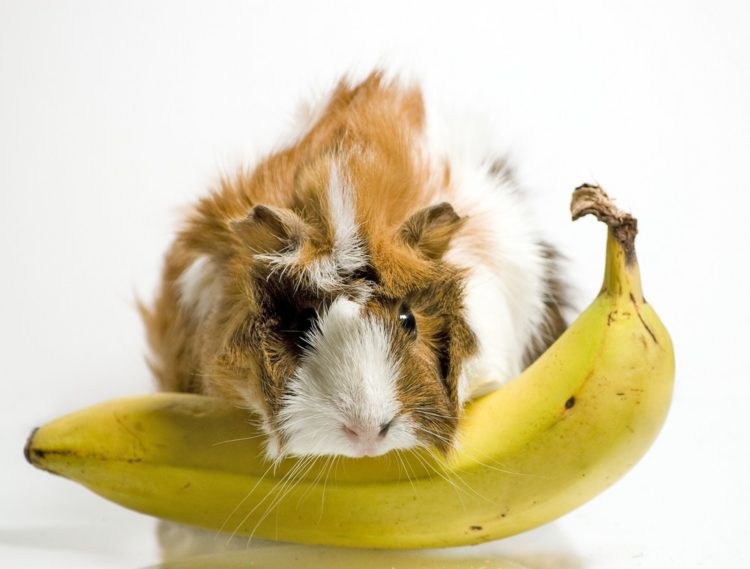 can guinea pigs eat bananas