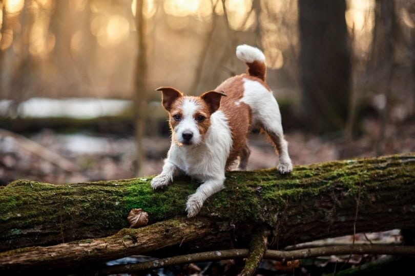 jack russell terrier on log_dezy, Shutterstock