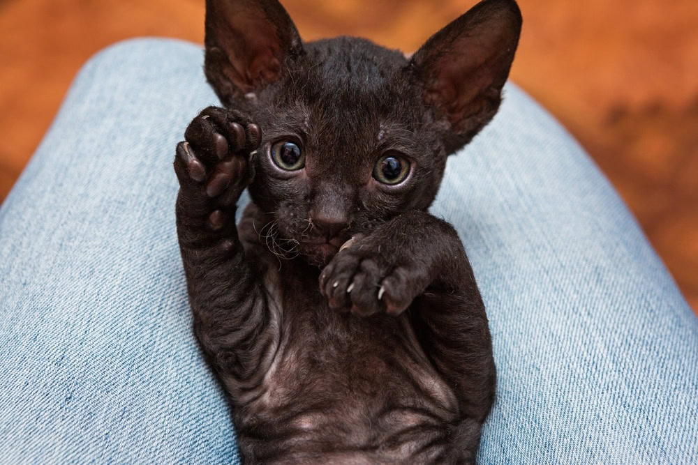 black cornish rex kitten