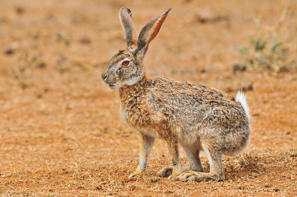 scrub hare