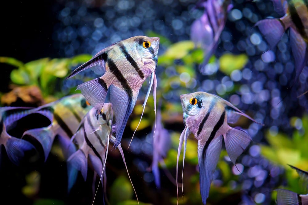 zebra angel fish
