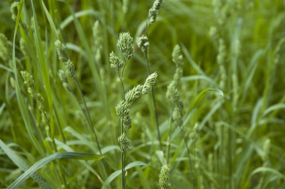 orchard grass