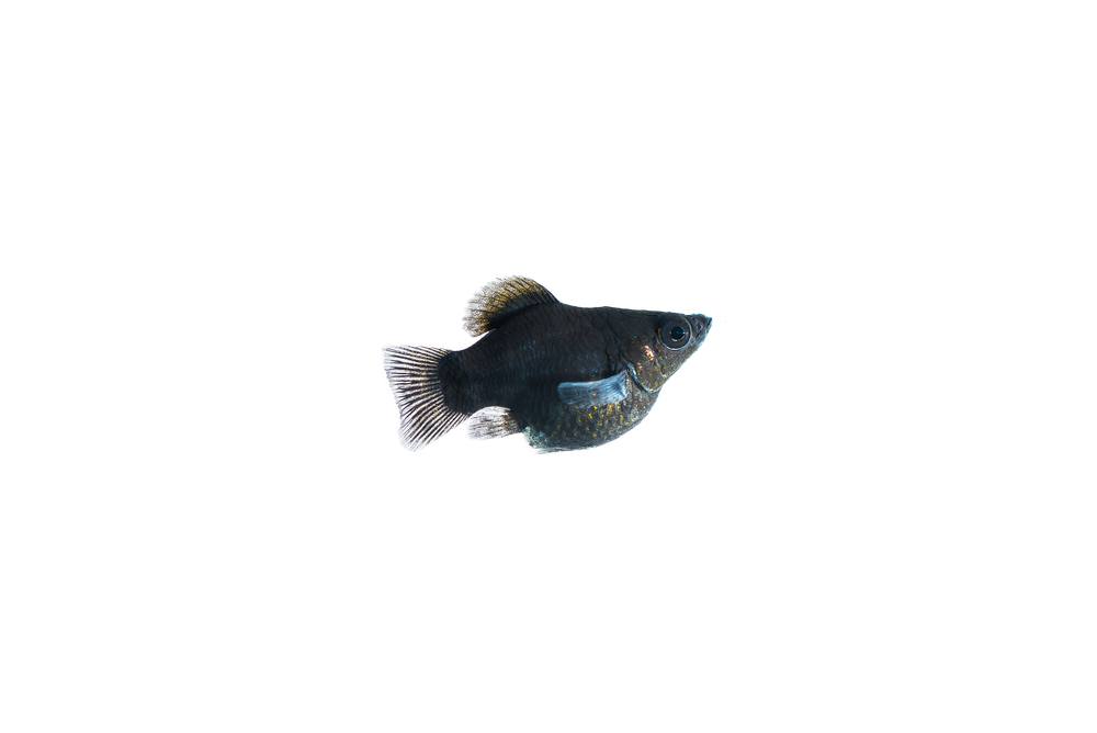 black sailfin molly fish