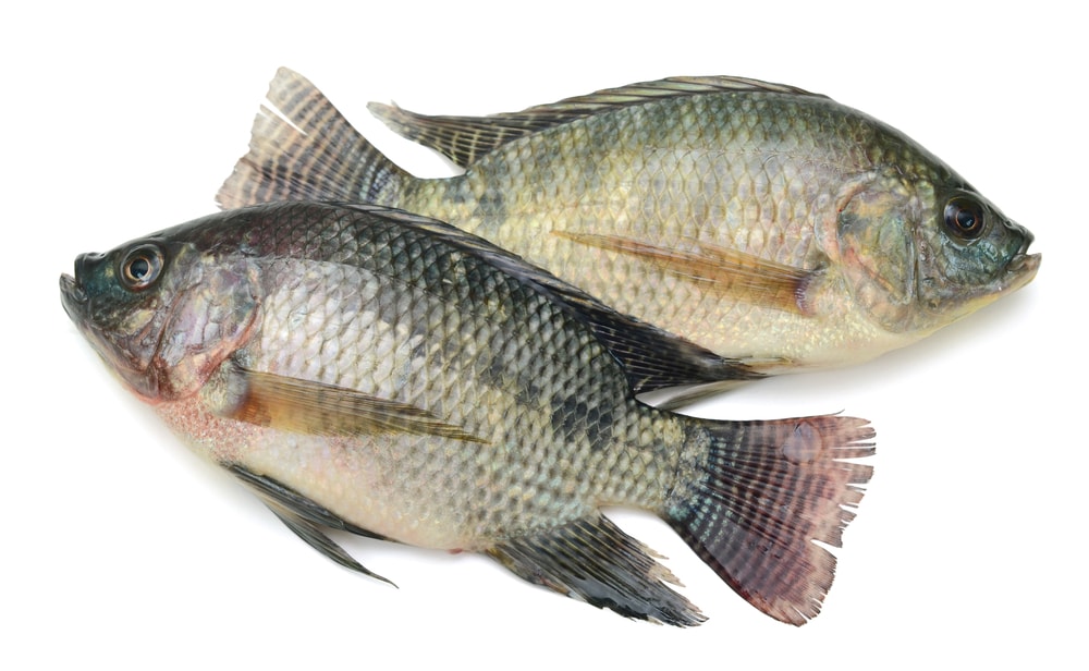Fresh Tilapia fish