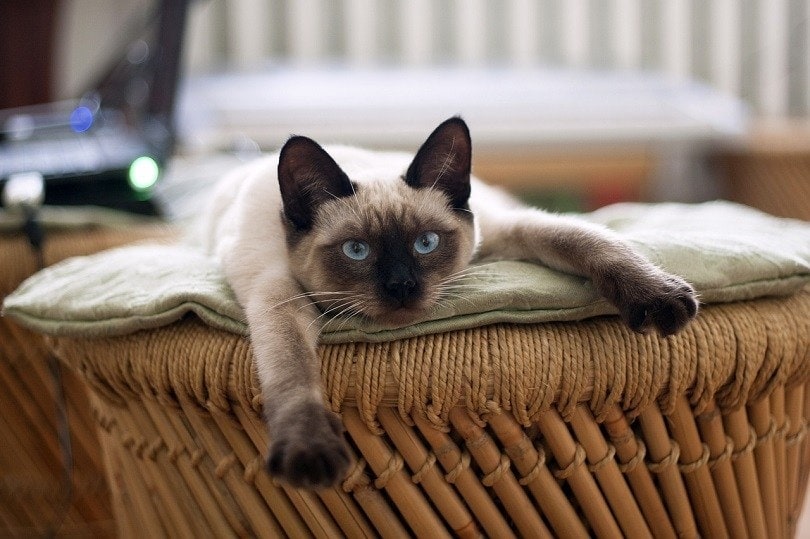 siamese cat bed