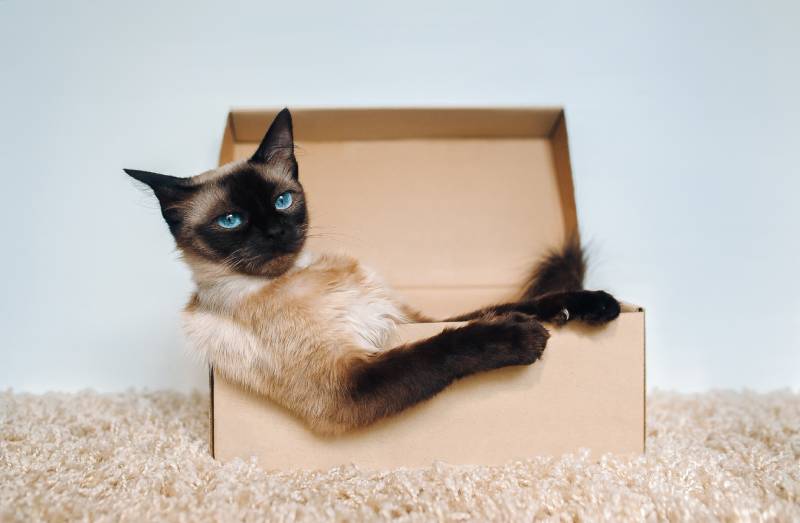 siamese cat in a cardboard box