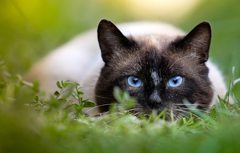 siamese-cat-on-guard-pixabay