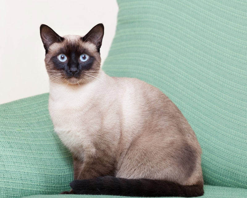siamese cat resting on sofa