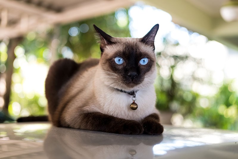 siamese cat resting on the floor