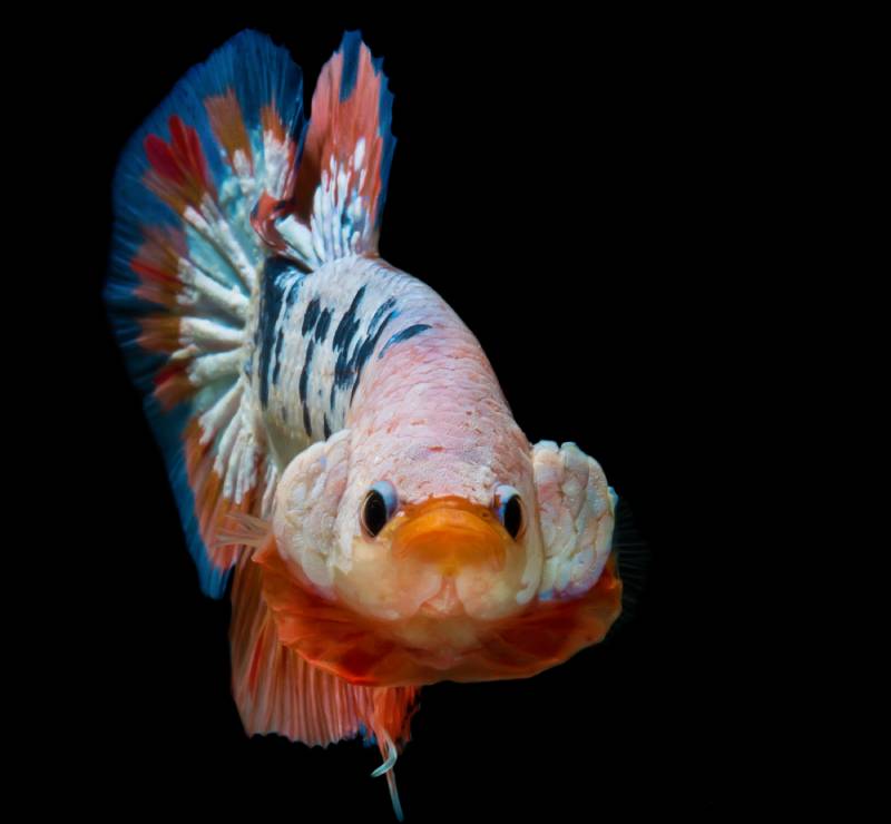 siamese fighting fish