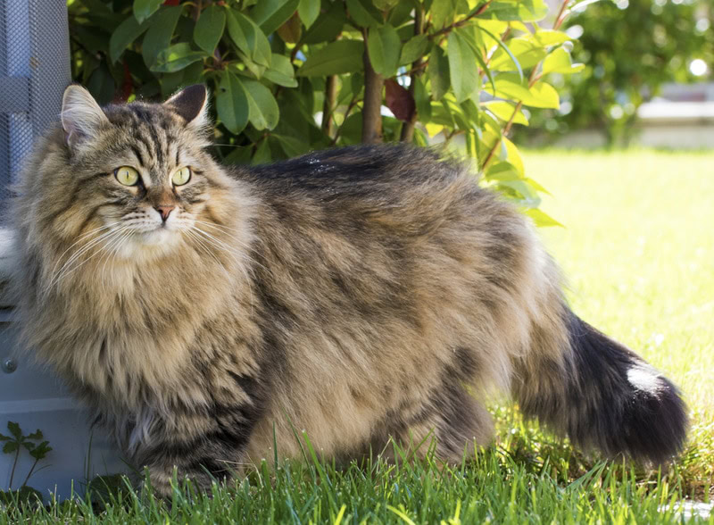 siberian cat in the garden