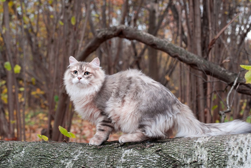siberian cat in the log