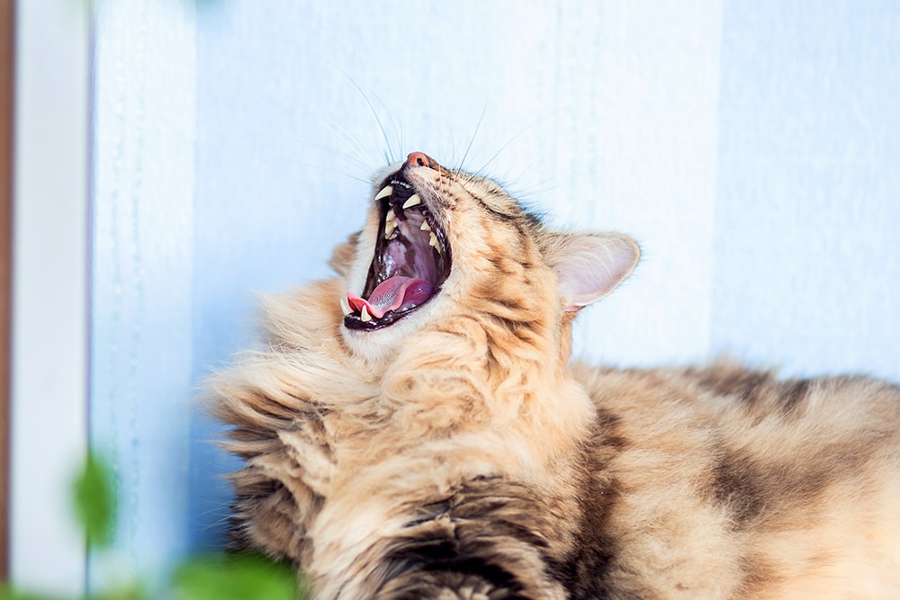 siberian cat yawning