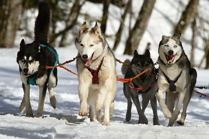 siberian husky pulling a sled