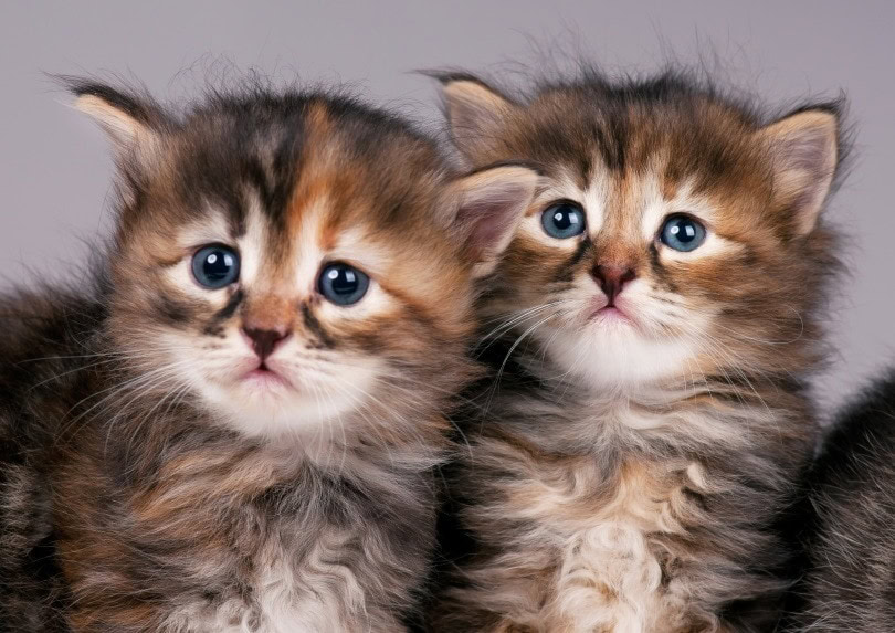 siberian kittens