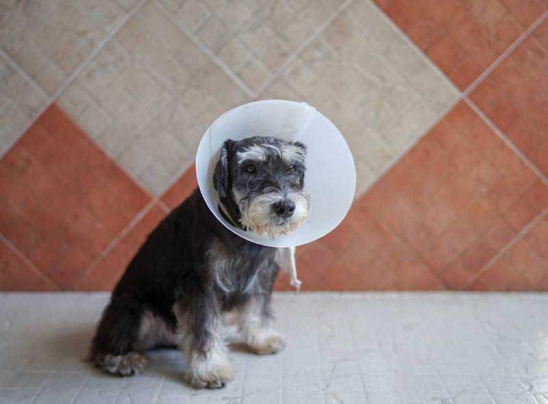 sick black miniature schnauzer wearing a cone with copy space