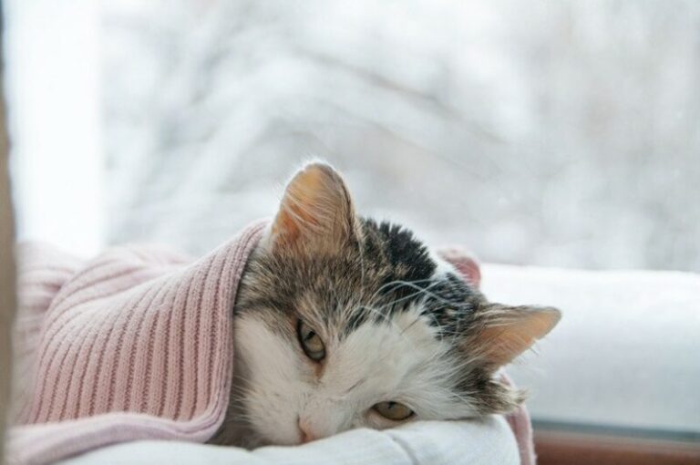 Picture of Anemia in Cats: Signs, Causes & Treatment (Vet Answer) | The Vet Desk