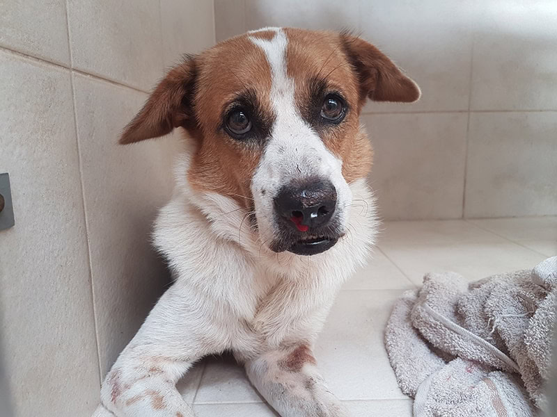 sick dog infected with Ehrlichia