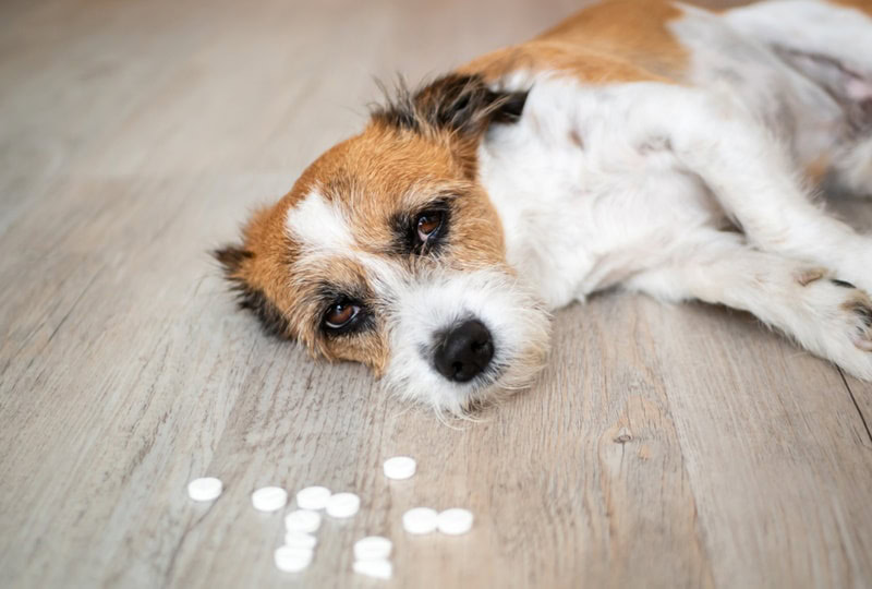 sick dog lying on the floor