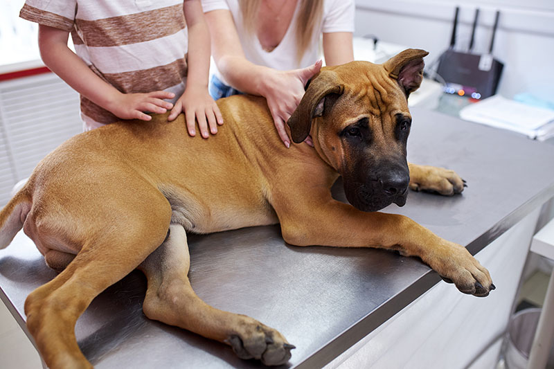 sick dog sitting on table, boy and woman stroking him