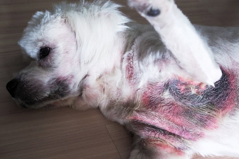sick dog with inflammation itching