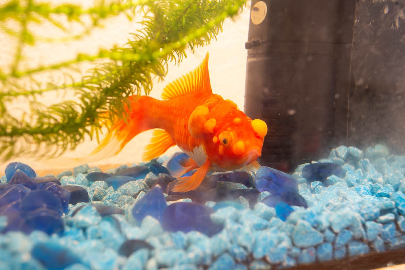 Sick goldfish with bumps