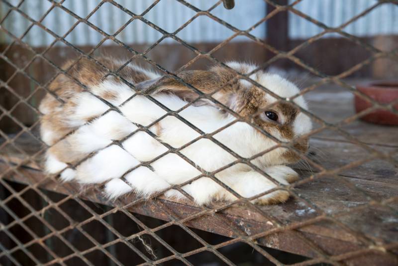 sick rabbit in a cage