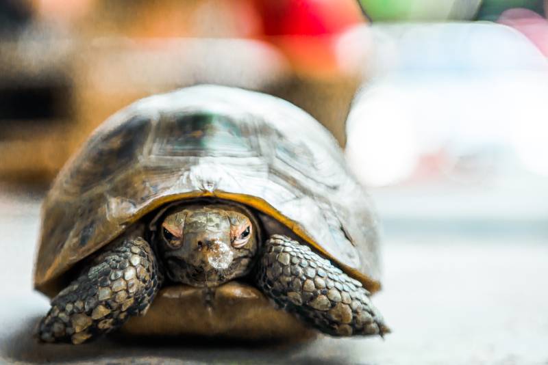 sick turtle lying with blurred background