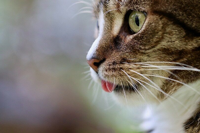 side-view-of-a-a-cats-tongue-that-is-sticking-out