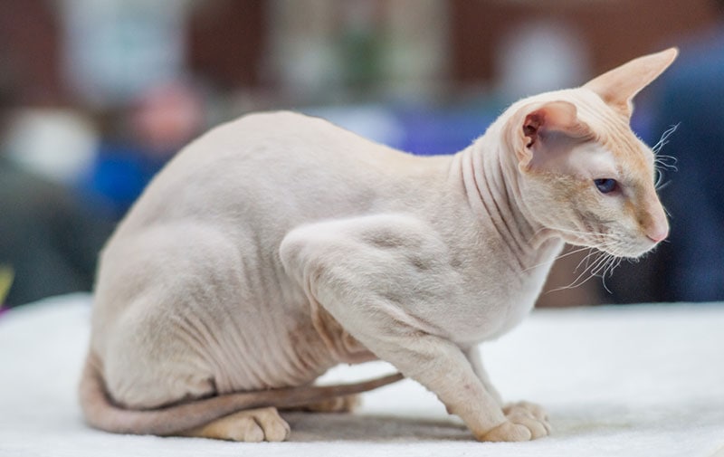 side view of a peterbald cat