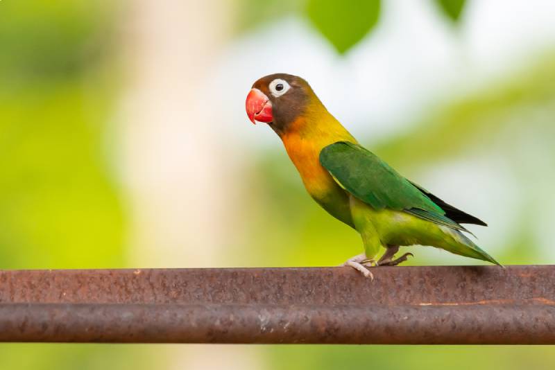 side view of a yellow collared lovebird on a tree branch