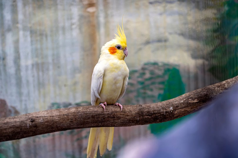 side view of a young male cockatiel