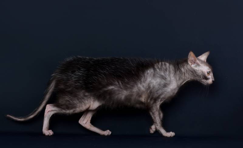 side view shot of lykoi cat