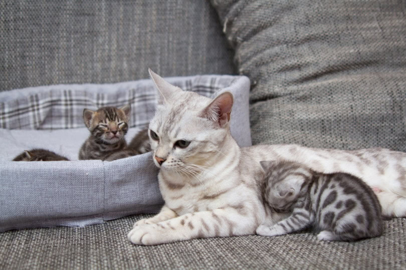 silver bengal cat with her kittens
