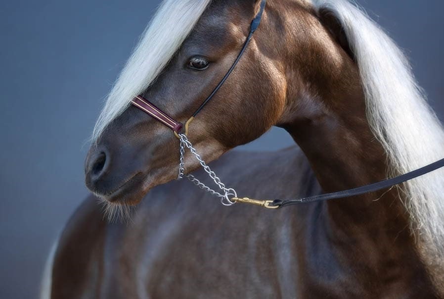 Silver-black American Shetland on blue background