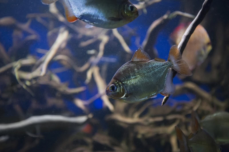 silver dollar fishes