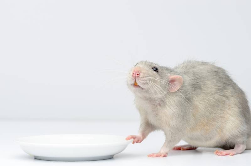 silver rat sits next to a white saucer and waits for food