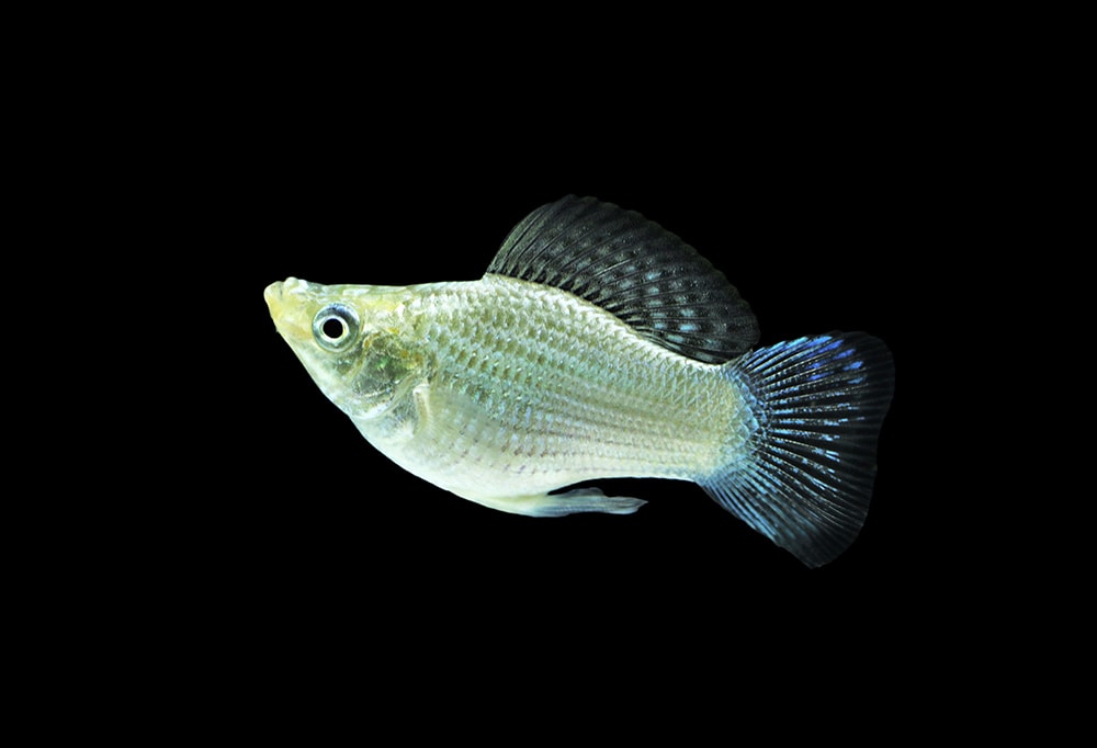 silver sailfin molly fish