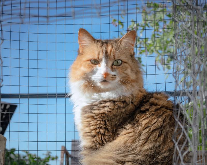 cat sitting in wire mesh enclosure in front of defocused catmint plants