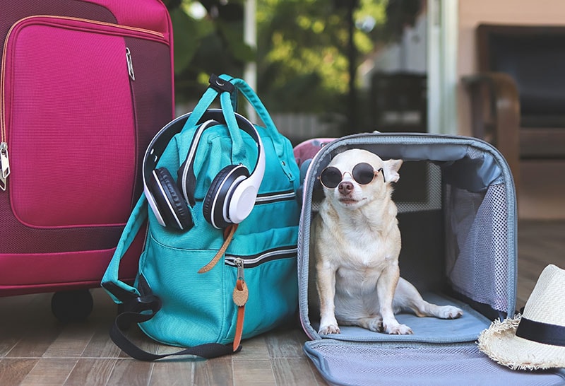 sitting inside traveler pet carrier bag with travel accessories