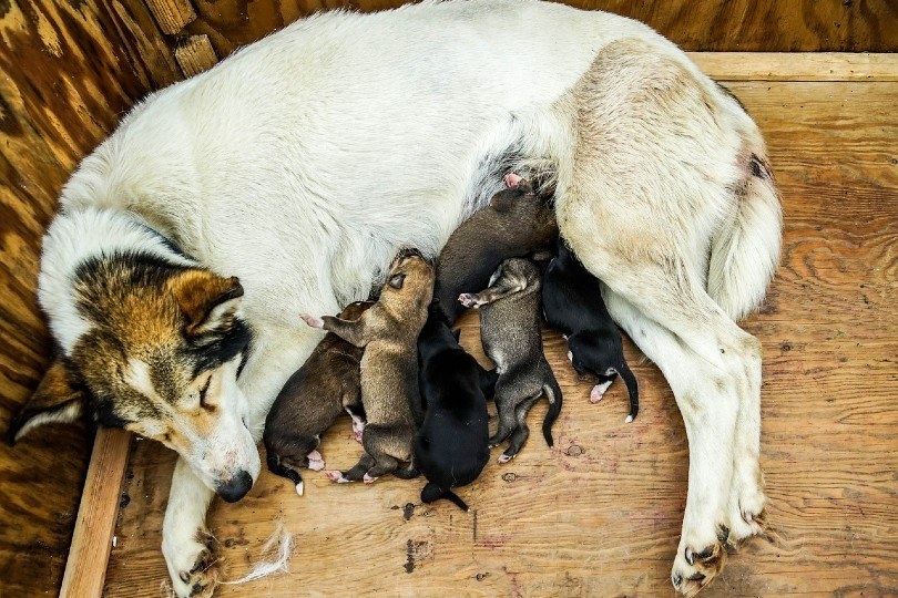 sled dog with puppies