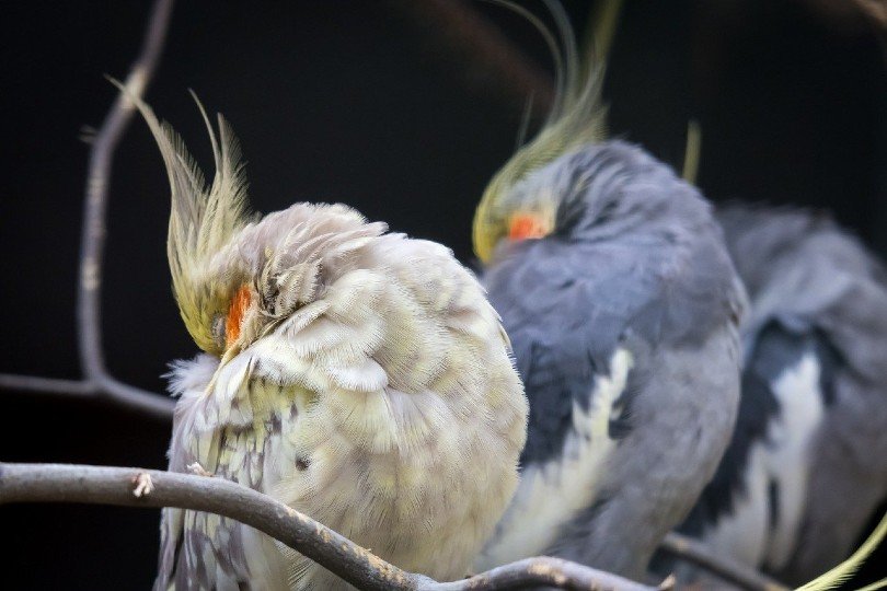 sleeping cockatiel birds_Thomas B., Pixabay