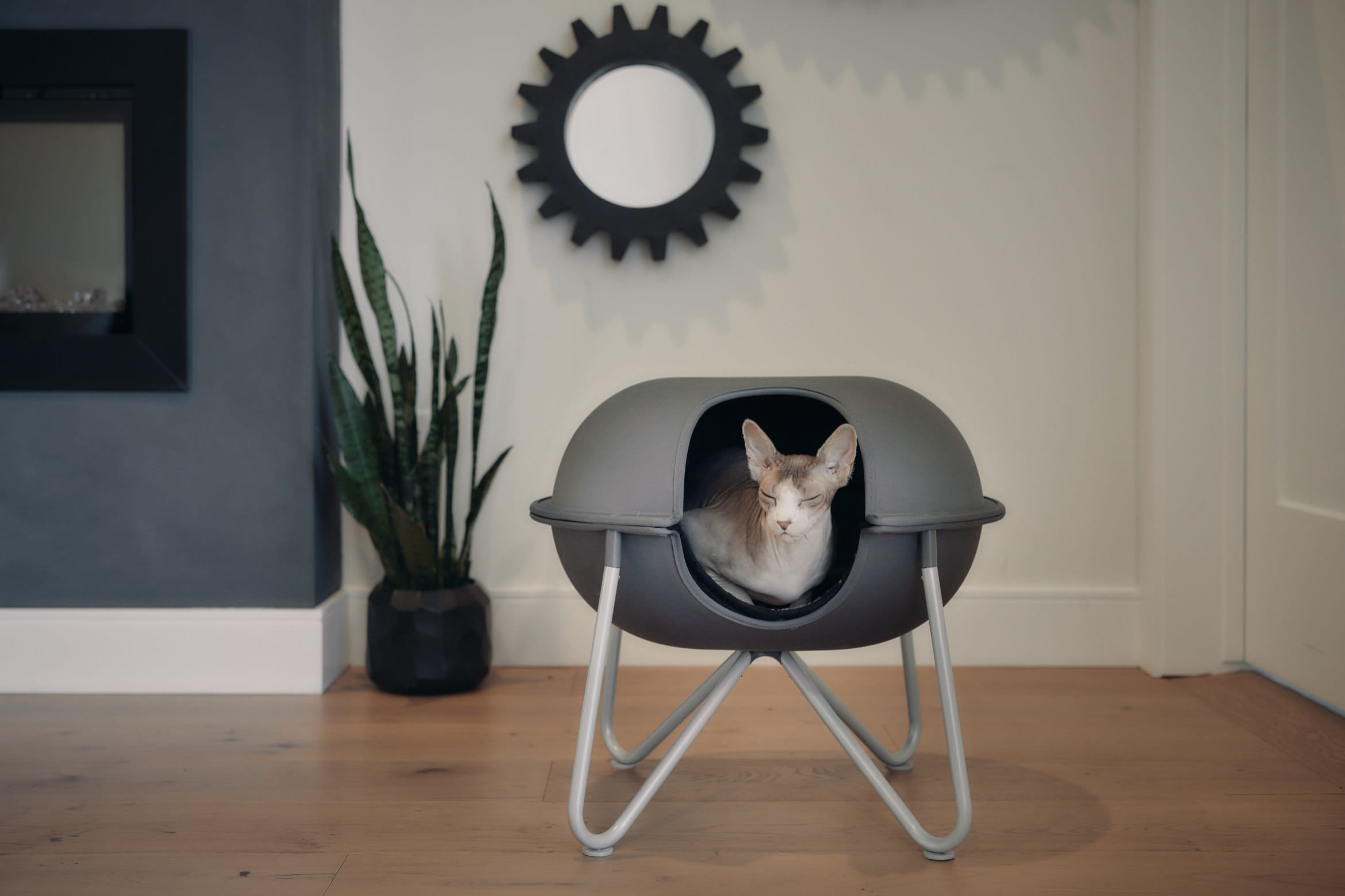 sleeping spyhnx cat in hepper pod bed