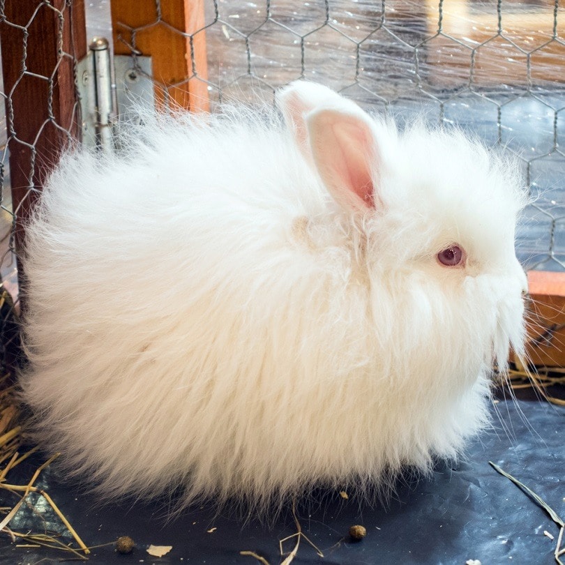 small-Angora-rabbit_Zanna-Pesnina_shutterstock