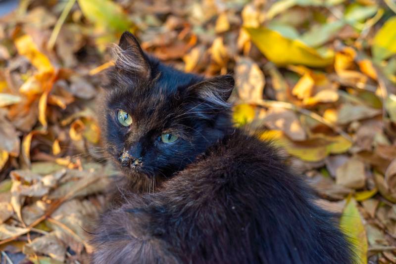 small black street kitten with rhinitis lying on the autumn leaves