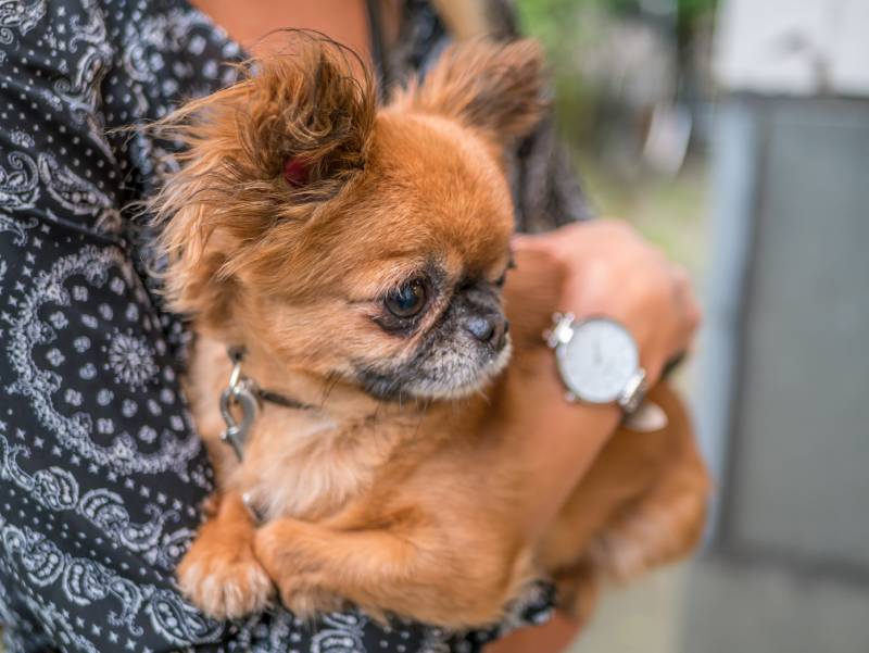 small chihuahua puppy in the hands of a girl