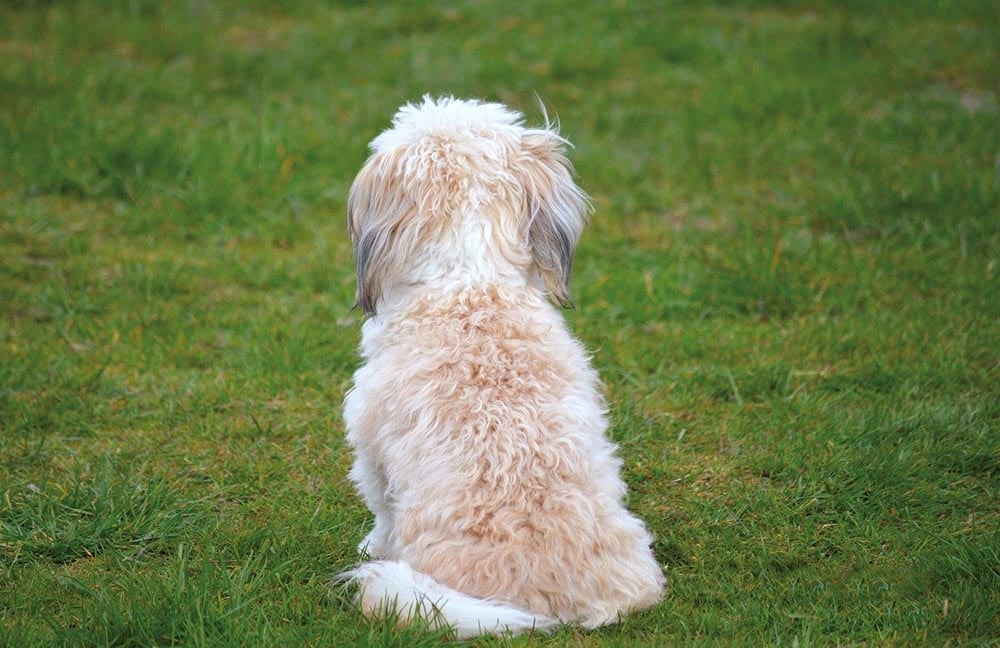 small dog alone not playing